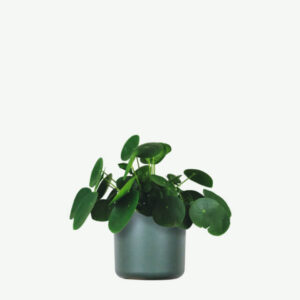 Home plants ecommerce product featured img 11